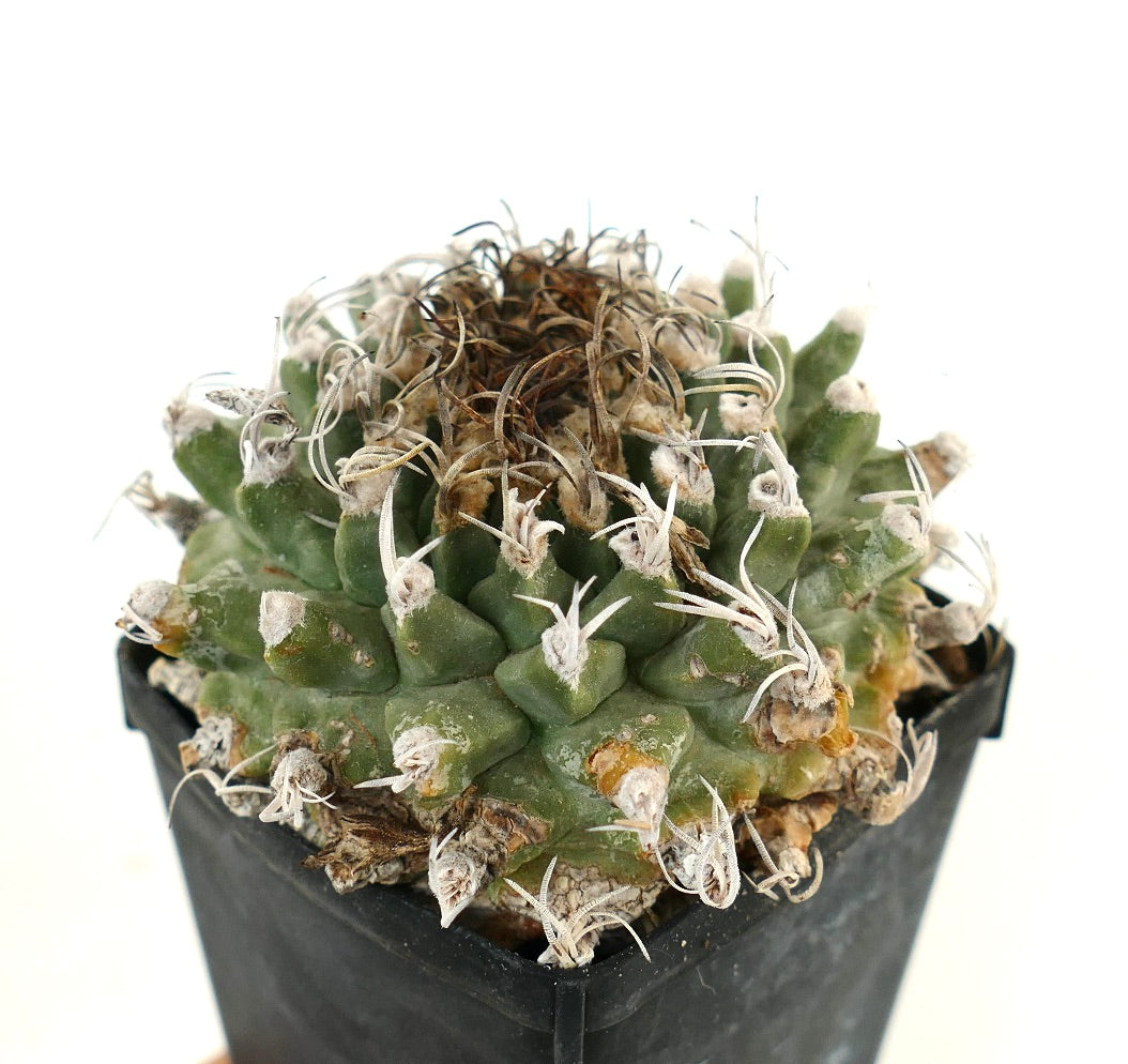 Turbinicarpus alonsoi SELECTED SPECIMEN