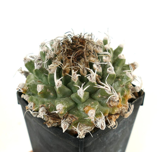 Turbinicarpus alonsoi SELECTED SPECIMEN