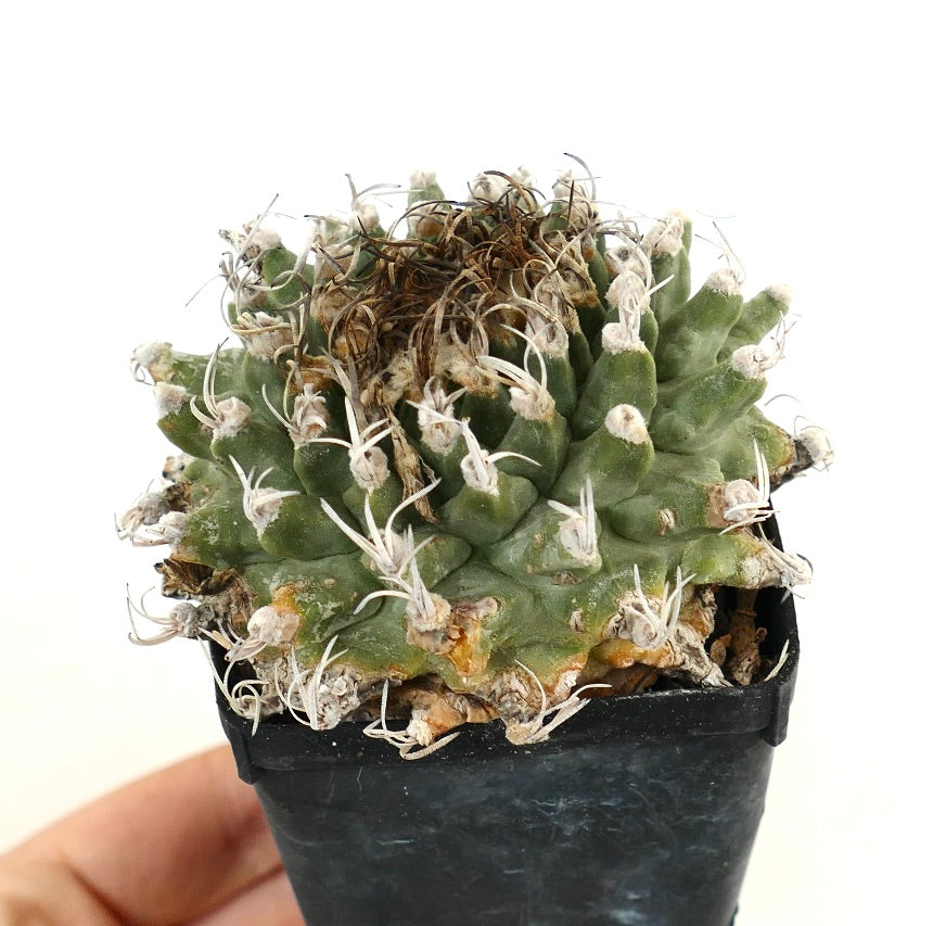 Turbinicarpus alonsoi SELECTED SPECIMEN