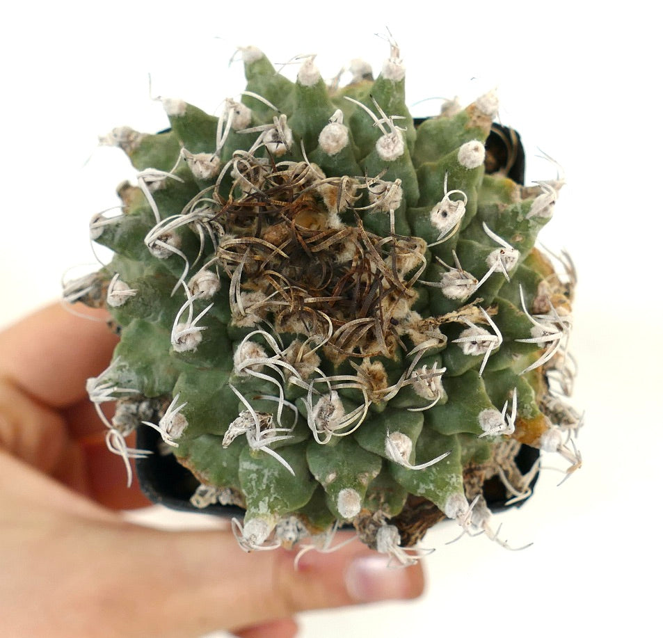 Turbinicarpus alonsoi SELECTED SPECIMEN