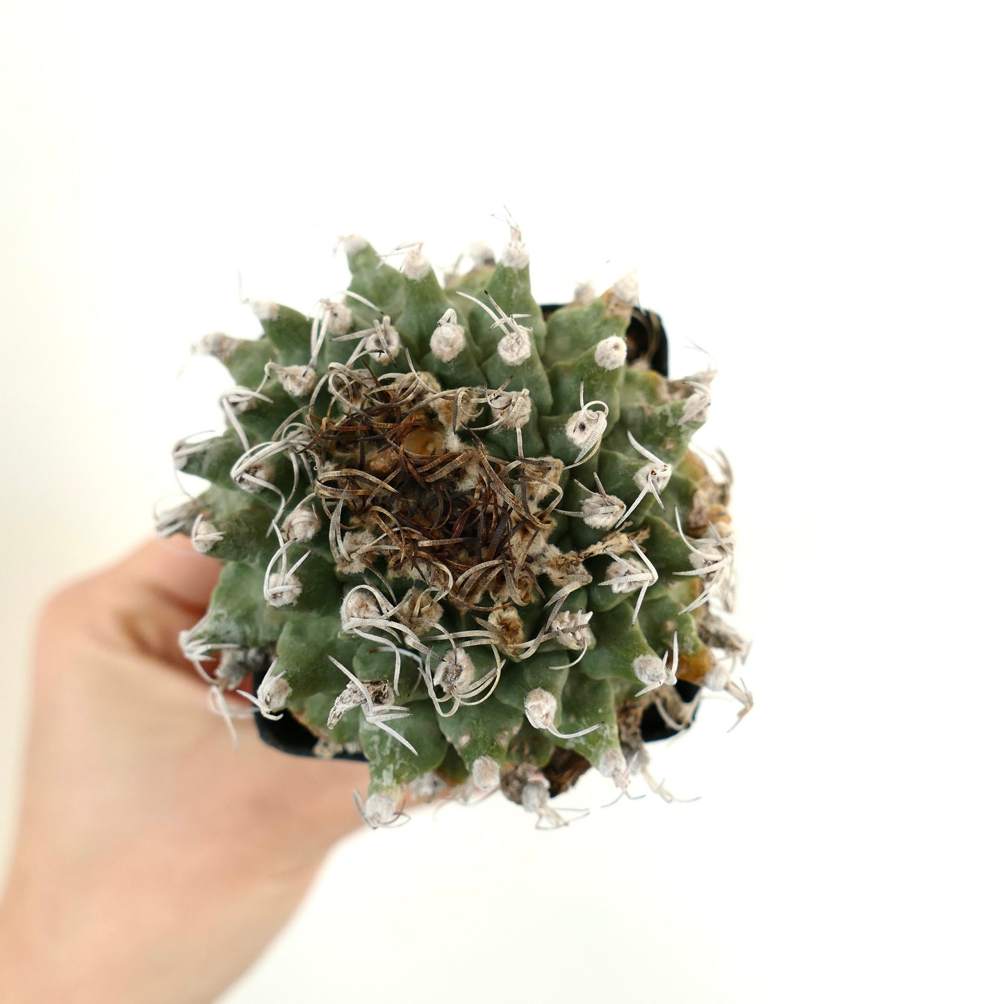 Turbinicarpus alonsoi SELECTED SPECIMEN