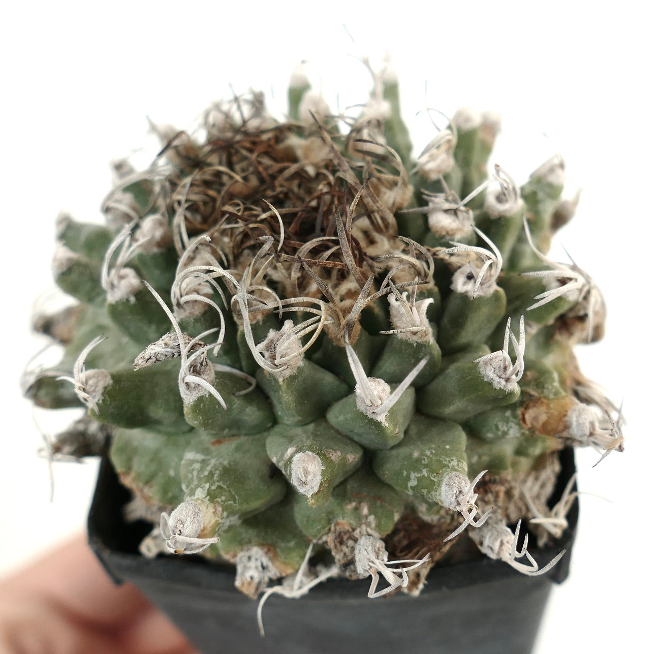 Turbinicarpus alonsoi SELECTED SPECIMEN