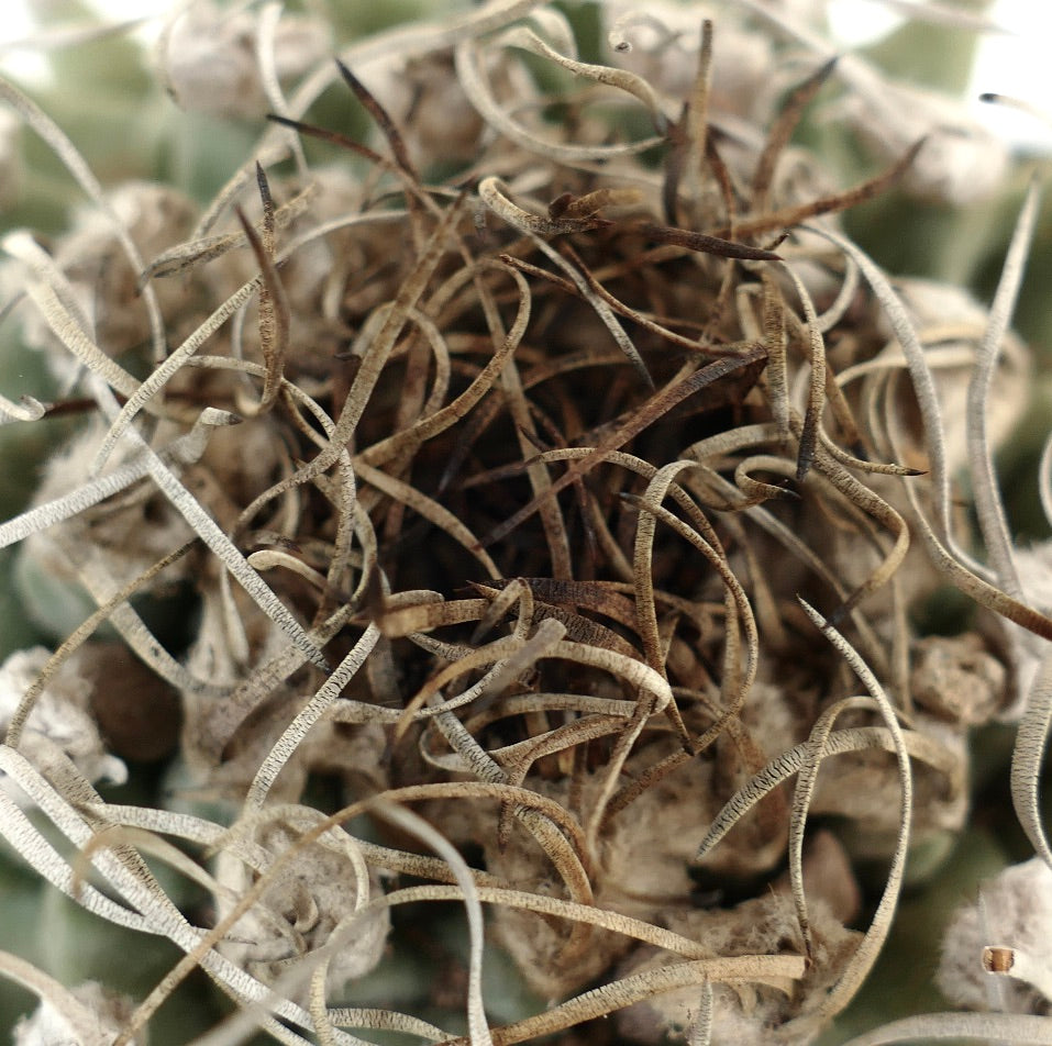 Turbinicarpus alonsoi VERY BIG PLANT