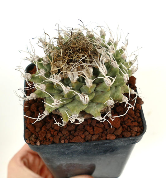 Turbinicarpus alonsoi VERY BIG PLANT