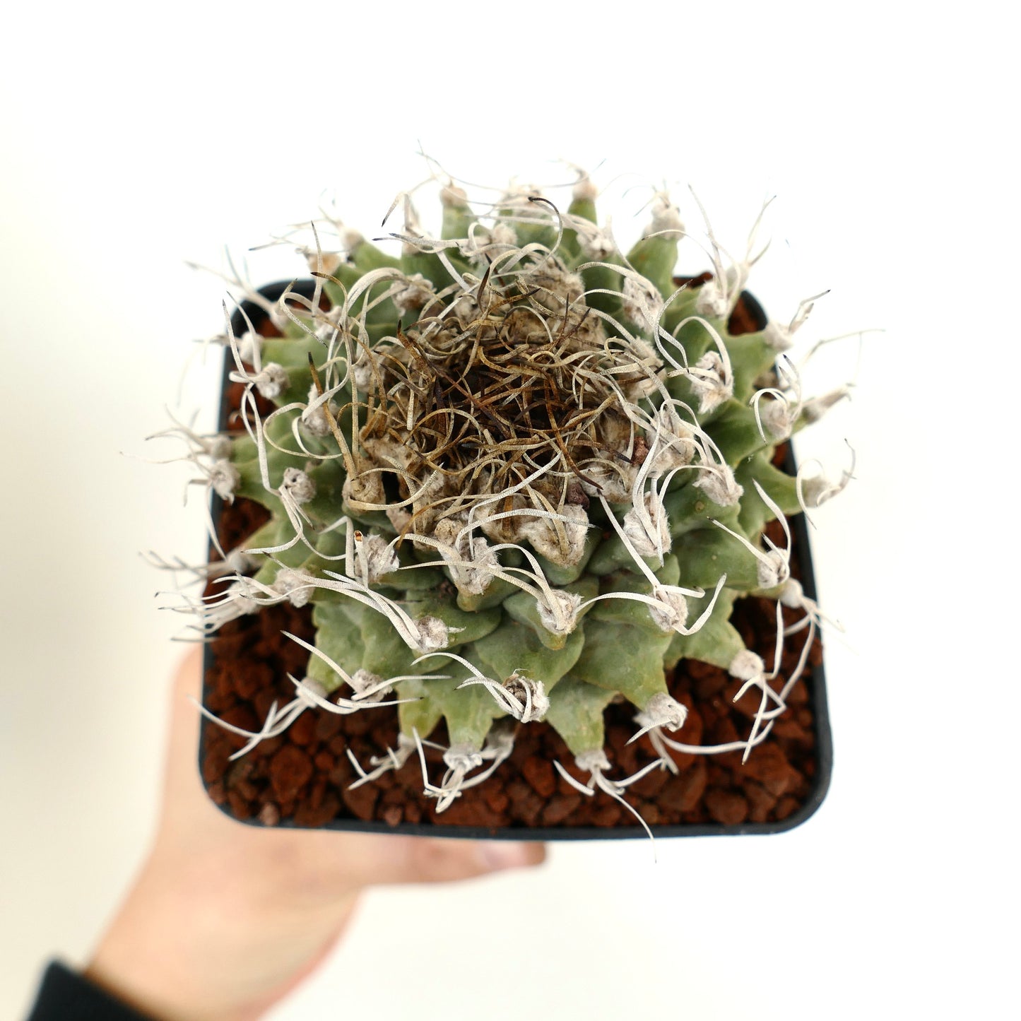 Turbinicarpus alonsoi VERY BIG PLANT