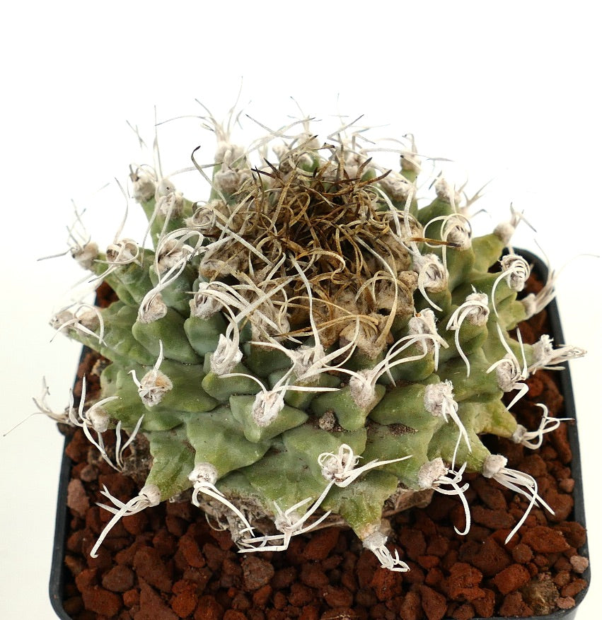 Turbinicarpus alonsoi VERY BIG PLANT