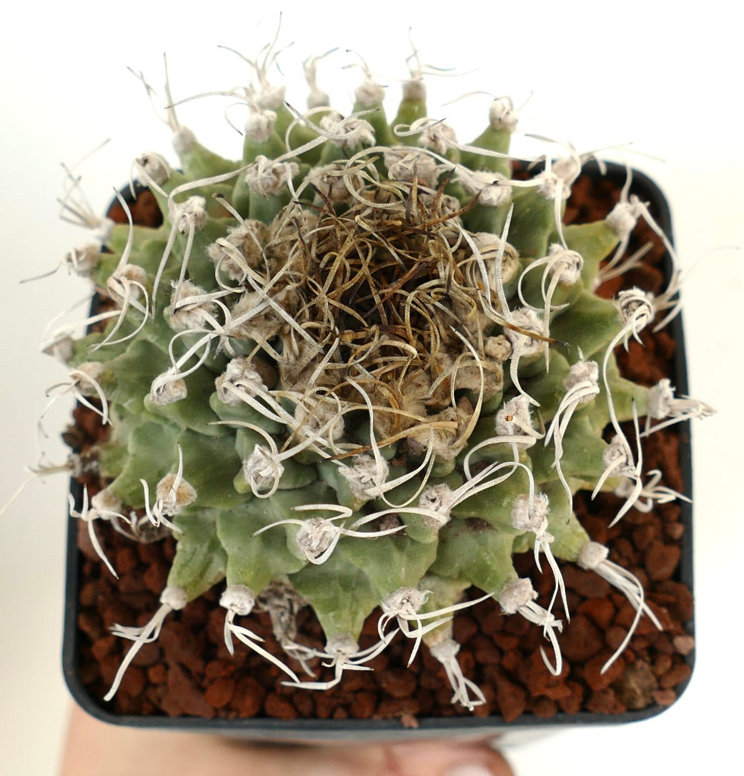 Turbinicarpus alonsoi VERY BIG PLANT