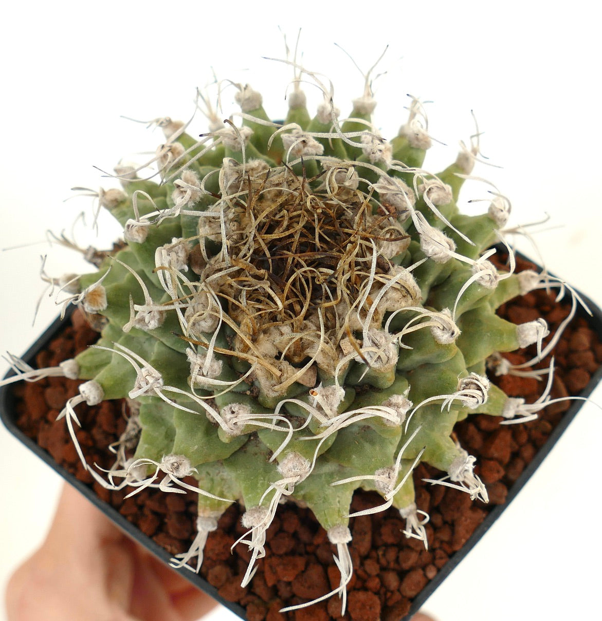 Turbinicarpus alonsoi VERY BIG PLANT