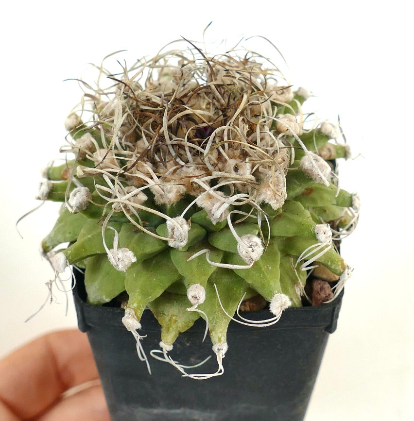 Turbinicarpus alonsoi VERY OLD PLANT FROM SEEDS