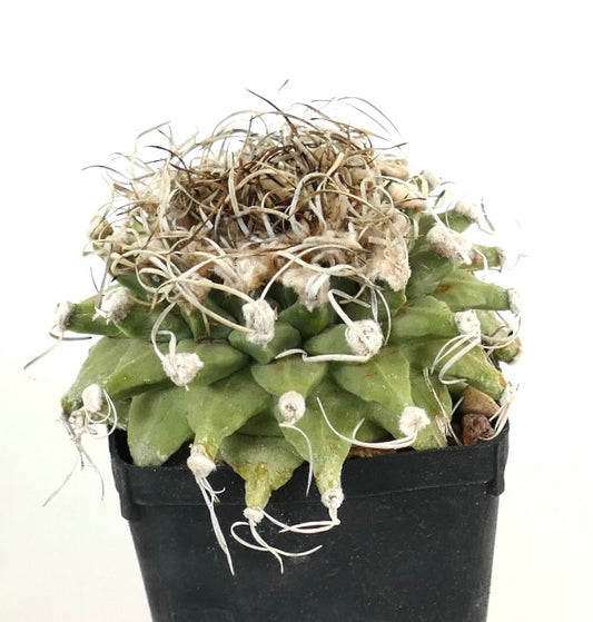 Turbinicarpus alonsoi VERY OLD PLANT FROM SEEDS