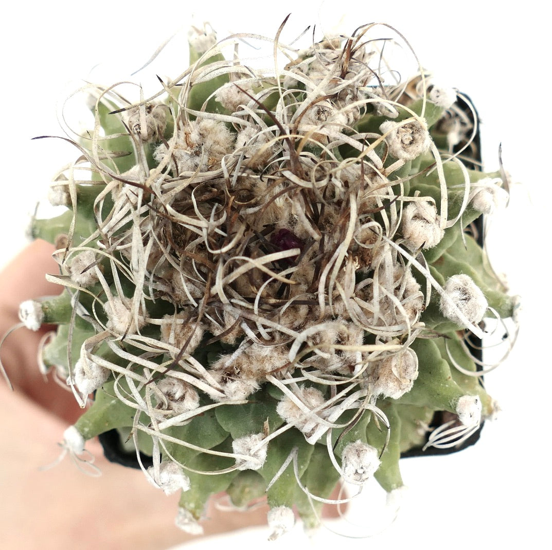 Turbinicarpus alonsoi VERY OLD PLANT FROM SEEDS