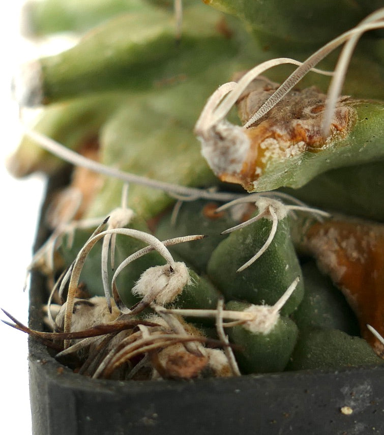 Turbinicarpus alonsoi VERY OLD PLANT FROM SEEDS