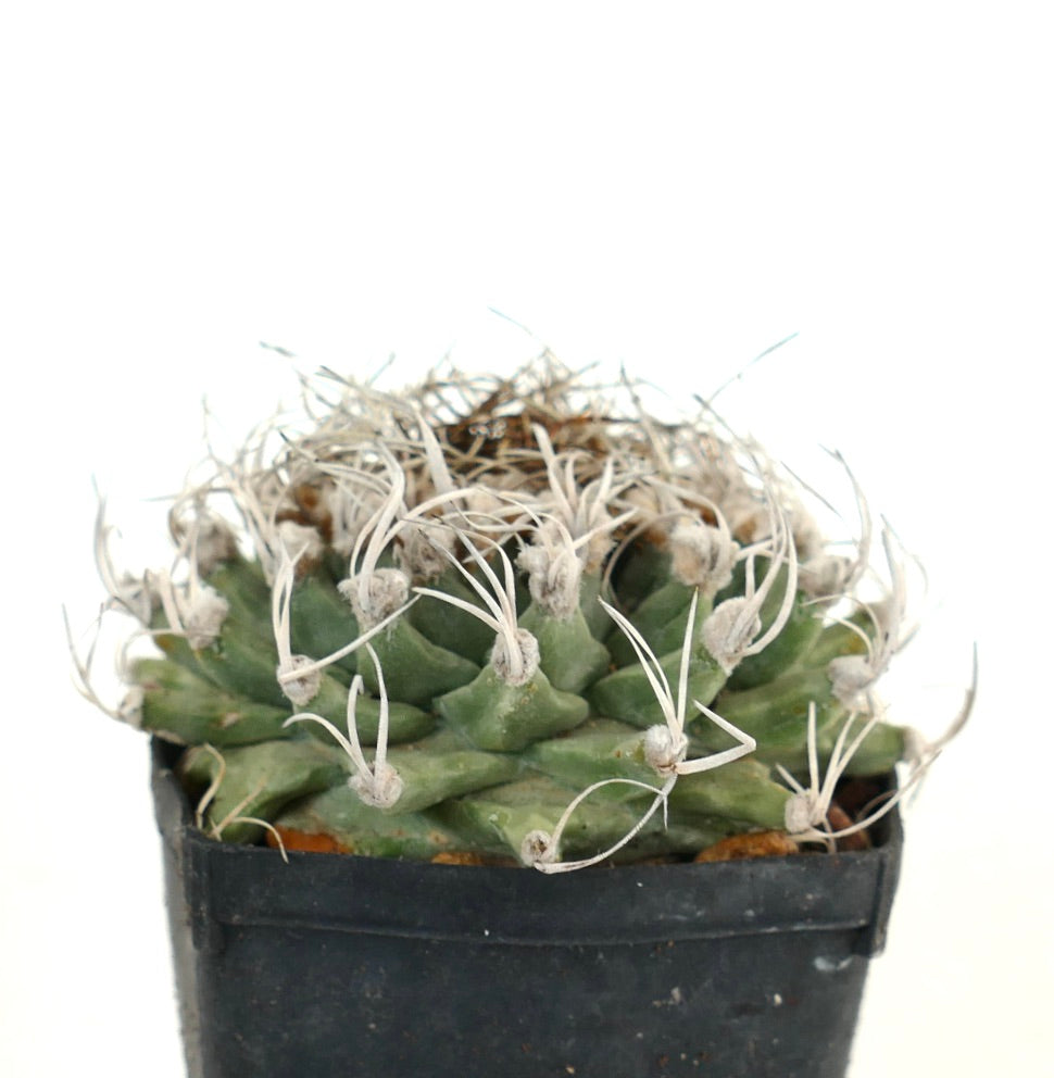 Turbinicarpus alonsoi VERY SPINY