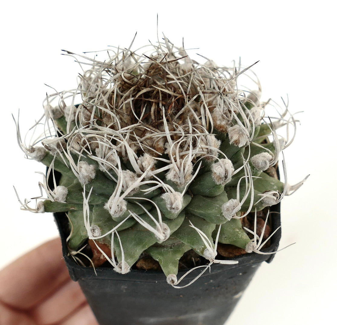 Turbinicarpus alonsoi VERY SPINY