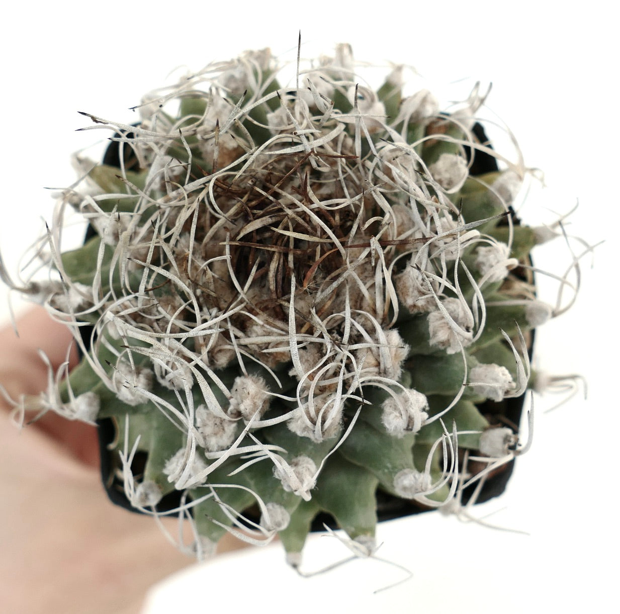 Turbinicarpus alonsoi VERY SPINY