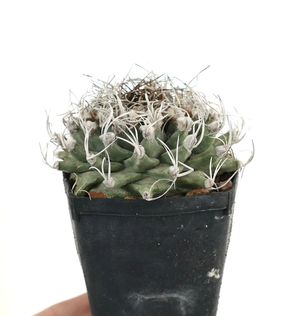 Turbinicarpus alonsoi VERY SPINY