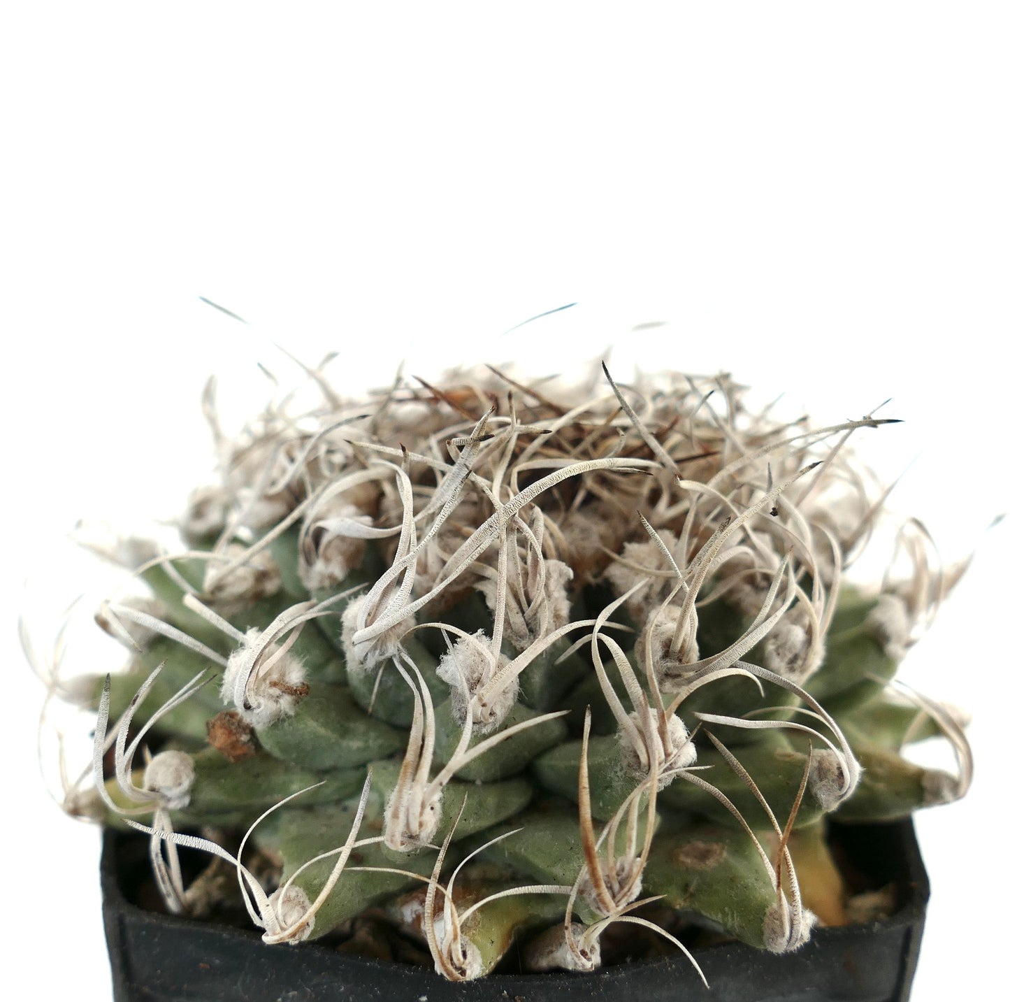 Turbinicarpus alonsoi VERY SPINY