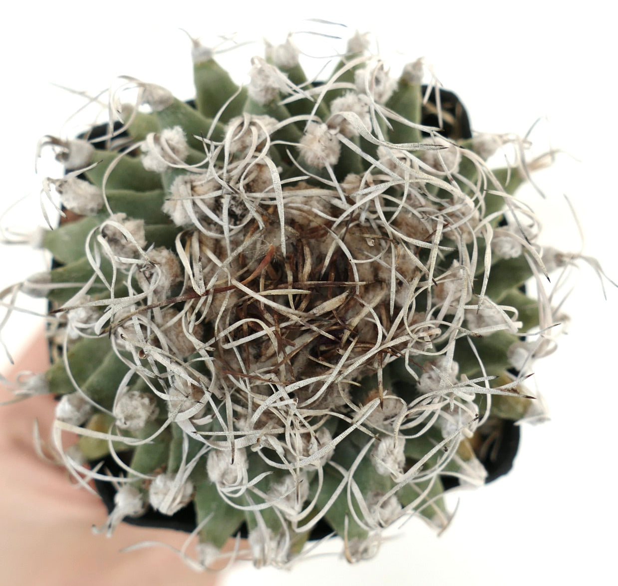 Turbinicarpus alonsoi VERY SPINY