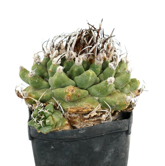 Turbinicarpus alonsoi WITH LATERAL BRANCH