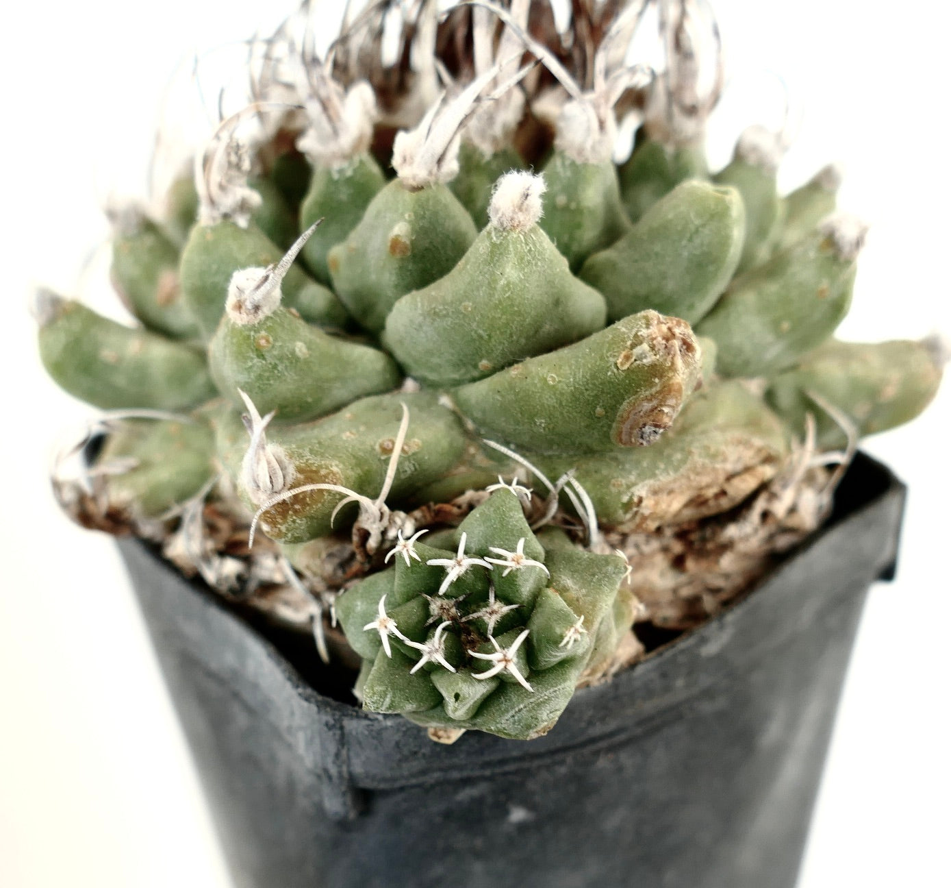 Turbinicarpus alonsoi WITH LATERAL BRANCH