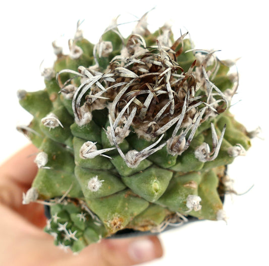Turbinicarpus alonsoi WITH LATERAL BRANCH