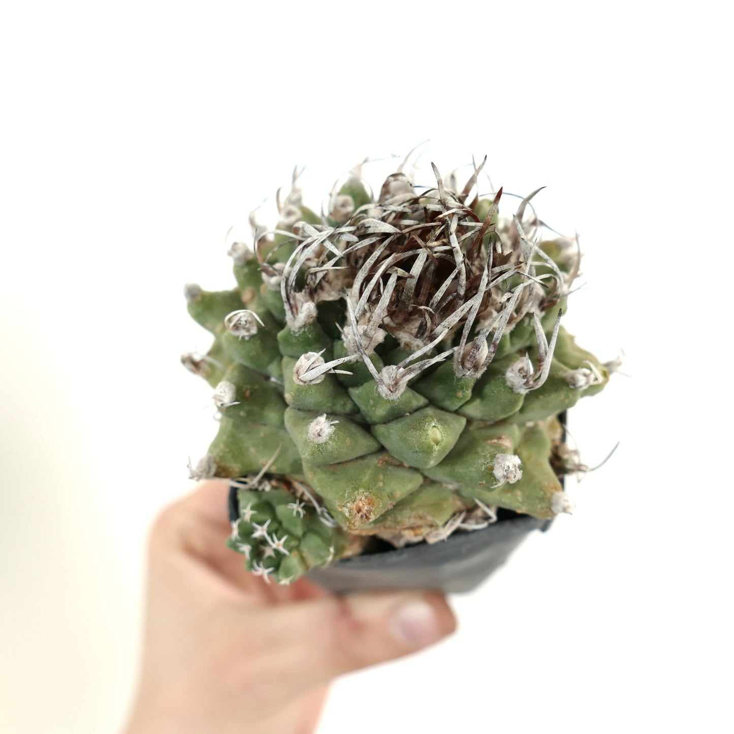 Turbinicarpus alonsoi WITH LATERAL BRANCH