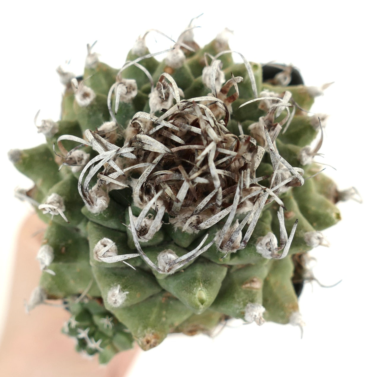 Turbinicarpus alonsoi WITH LATERAL BRANCH