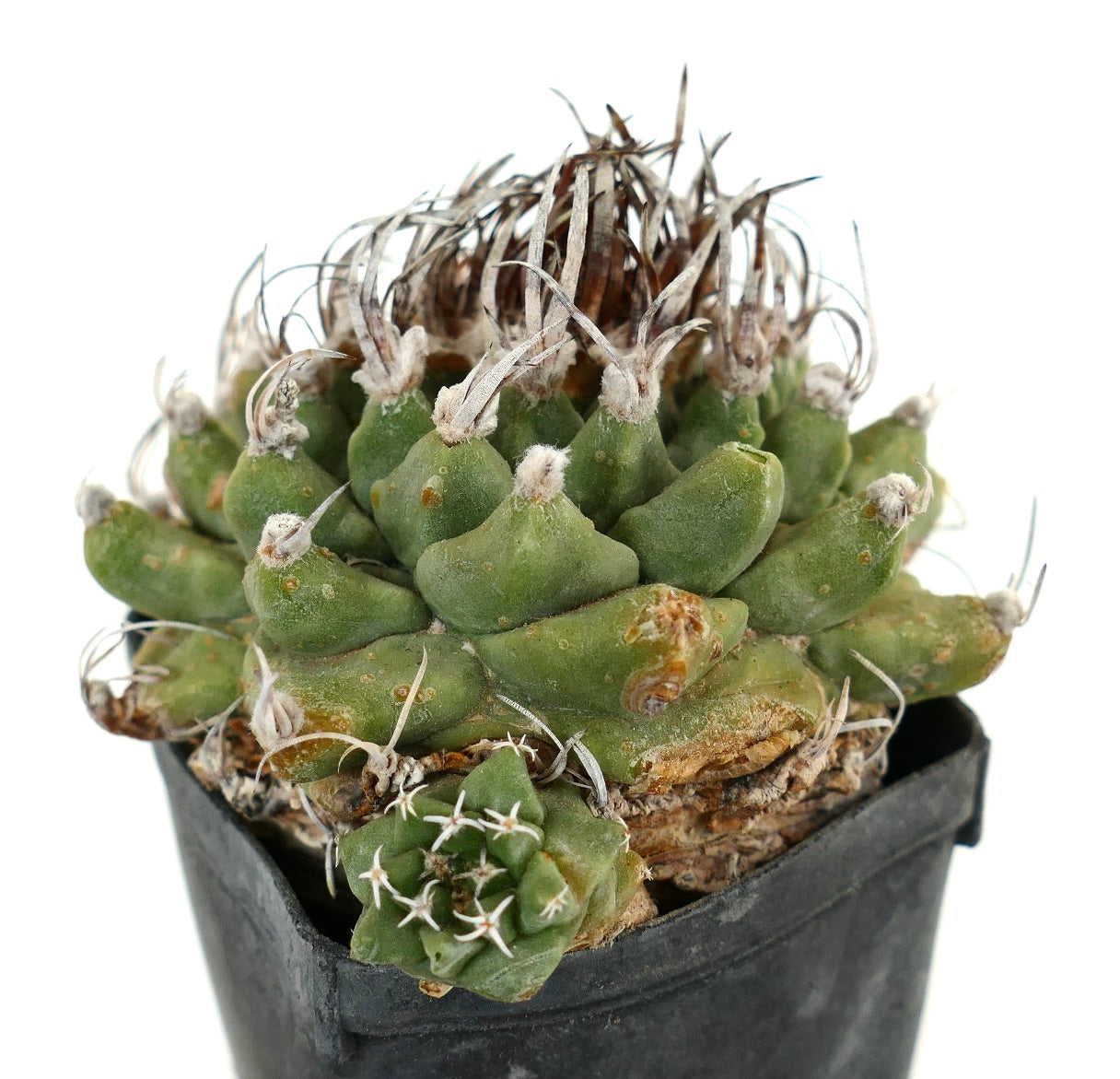 Turbinicarpus alonsoi WITH LATERAL BRANCH