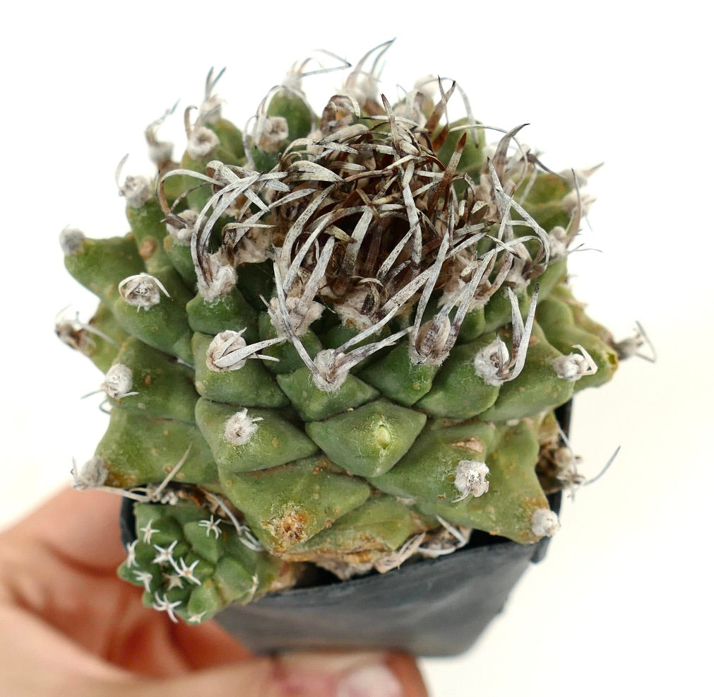 Turbinicarpus alonsoi WITH LATERAL BRANCH