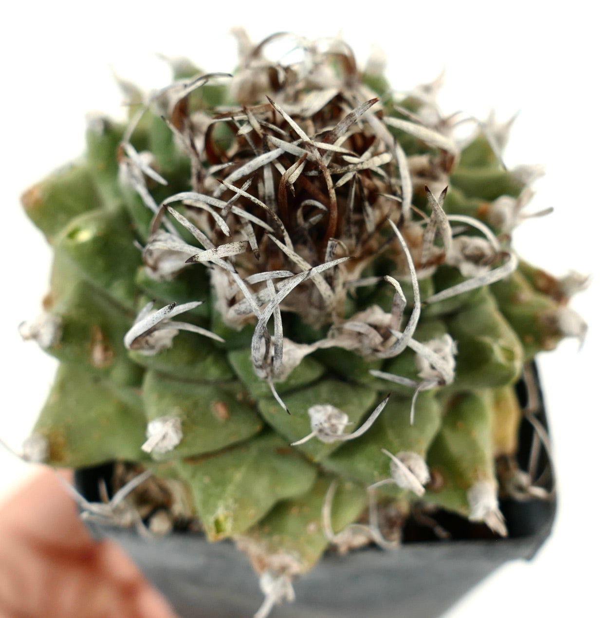 Turbinicarpus alonsoi WITH LATERAL BRANCH