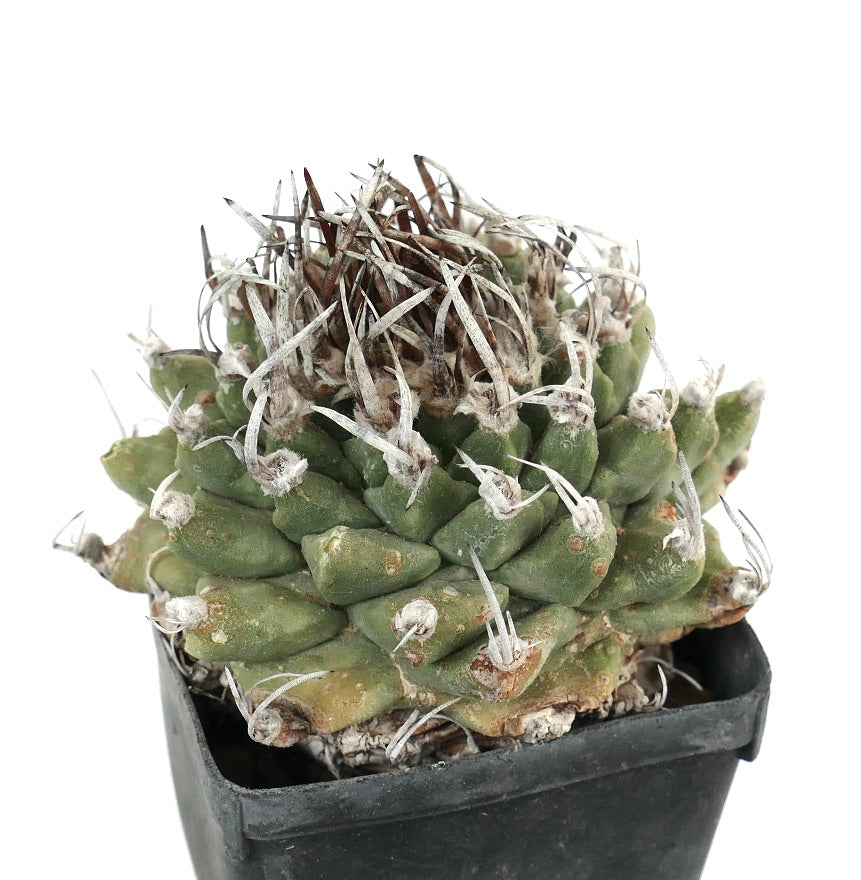 Turbinicarpus alonsoi WITH LATERAL BRANCH