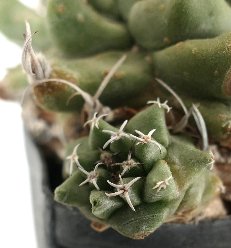 Turbinicarpus alonsoi WITH LATERAL BRANCH