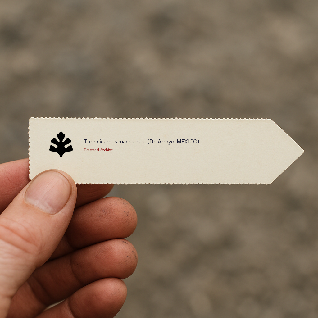 Turbinicarpus macrochele (Dr. Arroyo, MEXIQUE) GRAINES