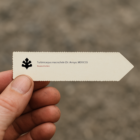 Turbinicarpus macrochele (Dr. Arroyo, MEXIQUE) GRAINES