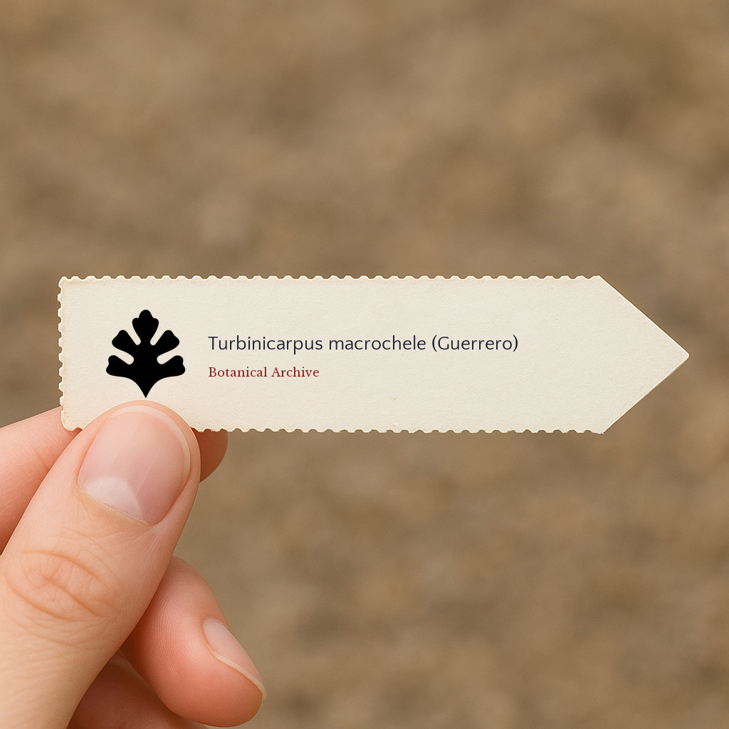 Graines de Turbinicarpus macrochele (Guerrero)