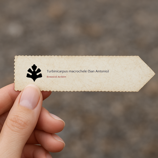 Graines de Turbinicarpus macrochele (San Antonio)