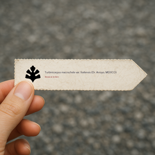 Graines de Turbinicarpus macrochele var. frailensis (Dr. Arroyo, MEXIQUE)