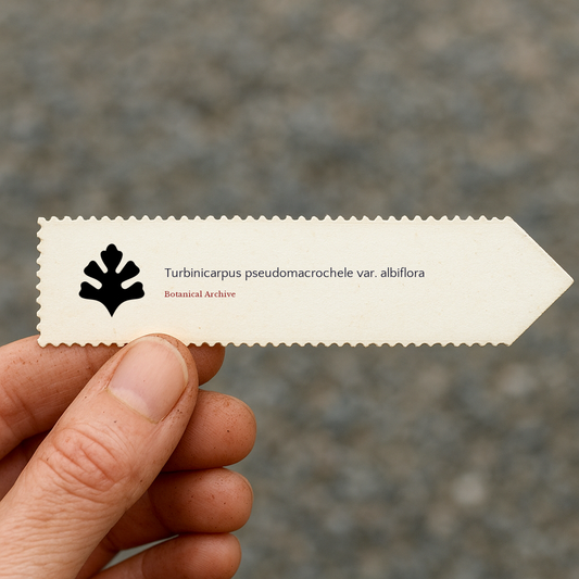 Graines de Turbinicarpus pseudomacrochele var. albiflora