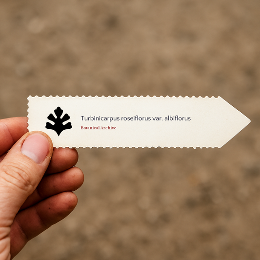 Graines de Turbinicarpus roseiflorus var. albiflorus