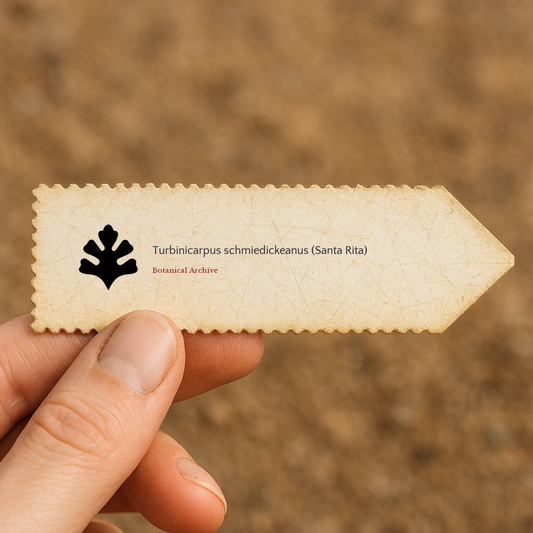 Graines de Turbinicarpus schmiedickeanus (Santa Rita)