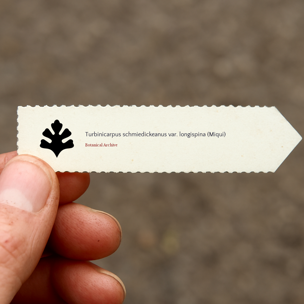 Graines de Turbinicarpus schmiedickeanus var. longispina (Miqui)