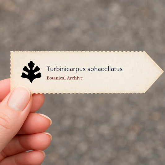 Graines de Turbinicarpus sphacellatus