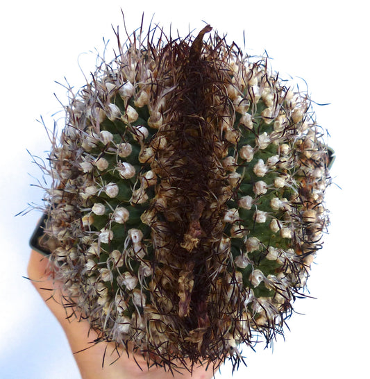 Turbinicarpus alonsoi CRESTED SEEDS