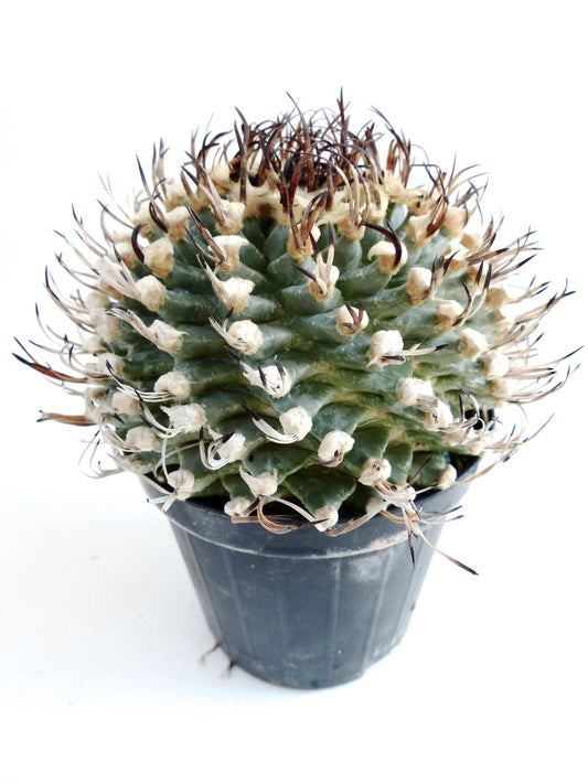 Turbinicarpus alonsoi SPIRALIS FRØ