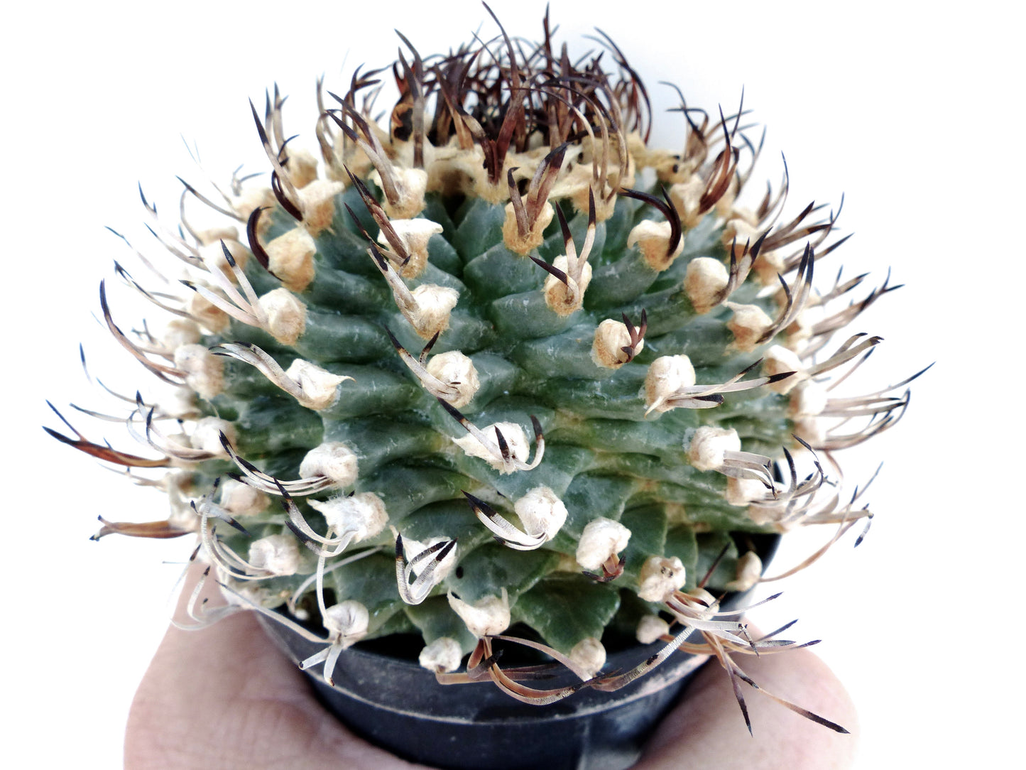Turbinicarpus alonsoi SPIRALIS FRØ