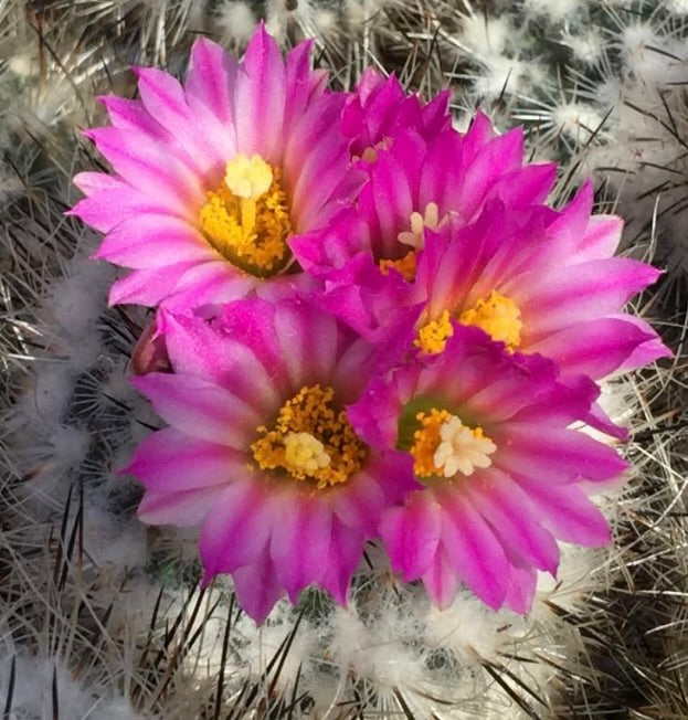 Semi di Turbinicarpus booleanus