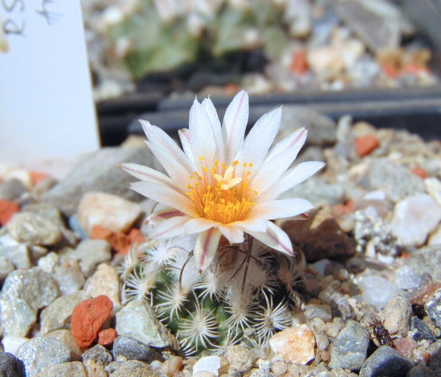 Turbinicarpus dickisoniae SEEDS