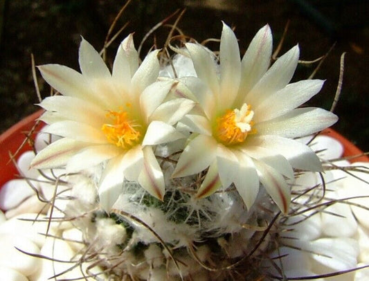 Turbinicarpus dickisoniae ARAMBERRI form CRESTED SEEDS