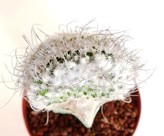 Turbinicarpus dickisoniae raro cacto crested com espinhos brancos felpudos e pelos curvos