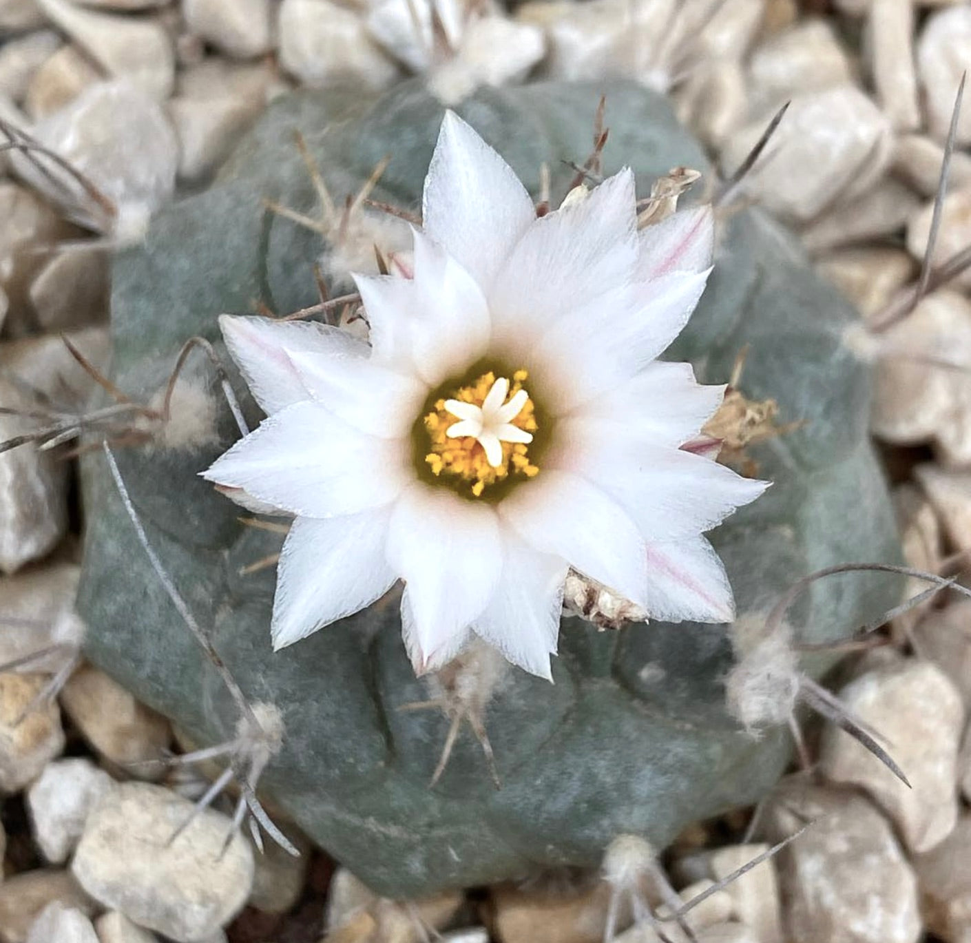 Turbinicarpus hoferi FRØ